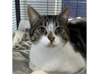 Adopt Mina a Domestic Short Hair