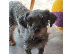 Adopt Ashley a Yorkshire Terrier, Poodle