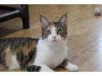 Adopt Rayne a Calico