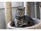 Adopt Trixie a Domestic Short Hair