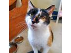 Adopt Purcy a Domestic Short Hair