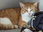 Adopt Tinkerbell a Domestic Short Hair