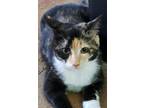 Adopt Briar Rose a Domestic Short Hair