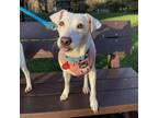 Adopt Snowy a Mixed Breed