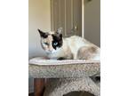 Adopt STAR a Snowshoe, Calico