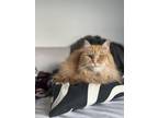 Adopt Fuzzy a Domestic Long Hair, Domestic Short Hair