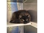 Adopt Lexi a Domestic Long Hair, Domestic Short Hair