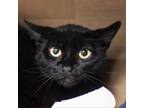 Adopt Shadow a Domestic Short Hair