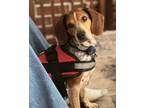 Adopt Dumpling a Beagle