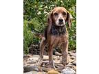 Adopt RUTH ANNE a Beagle