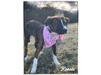 Adopt Kensie a Mixed Breed