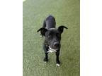 Adopt Queenie a Pit Bull Terrier, Mixed Breed