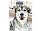 Adopt Bella a Husky