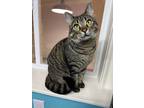 Adopt OLIVE a Tabby