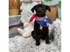 Adopt Cupid a Black Labrador Retriever