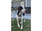 Adopt Moxie a German Shorthaired Pointer