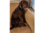 Adopt Mocha a German Shorthaired Pointer