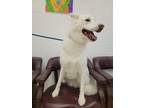 Adopt Sierra a Husky