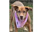 Adopt Babe Ruth a Hound, Shepherd