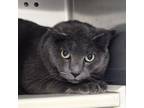 Adopt Blue a Domestic Short Hair