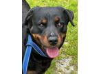 Adopt COCO Purebred Female Rottie Young Adult Sweeteheart a Rottweiler