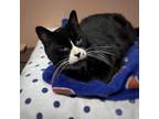 Adopt Winter a Domestic Short Hair