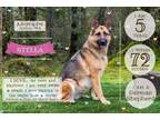 Adopt STELLA a German Shepherd Dog