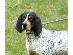 Adopt THALIA a Bluetick Coonhound