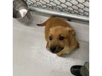 Adopt Emma a German Shepherd Dog