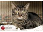 Adopt Rene a Tabby