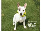 Adopt Russian Cream a Pit Bull Terrier, Mixed Breed