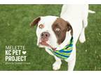 Adopt Melette a Pit Bull Terrier, Mixed Breed