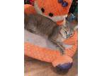 Adopt Isabella a Domestic Short Hair