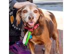 Adopt Sammy a Beagle