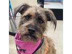 Adopt Cara a Border Terrier, Schnauzer