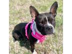 Adopt Peaches a Boston Terrier, American Bully