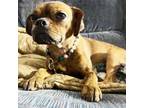 Adopt Millie a Pug