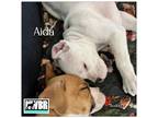 Adopt Aida a Boxer