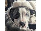 Adopt Kelly a American Staffordshire Terrier