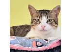 Adopt Karkora Egypt a Domestic Short Hair