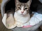 Adopt Misty Egypt a Domestic Short Hair