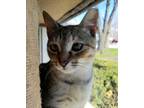 Adopt Olivia a Domestic Short Hair