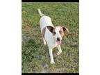 Adopt Hazel a Pointer, Labrador Retriever