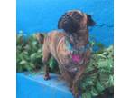 Adopt Peque One Year 11 Pounds a Pug