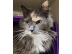 Adopt Ginny a Domestic Long Hair