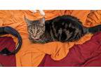 Adopt Ruthie a Tabby