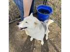 Adopt Aurora a Husky