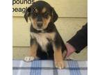 Adopt Bonnie a Beagle