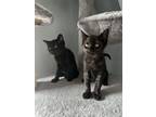 Adopt Verona and Capri a Domestic Short Hair