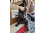 Adopt Cinza a Tabby, Russian Blue